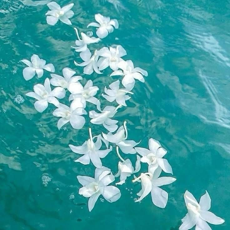 Jasmine (Azucenas)